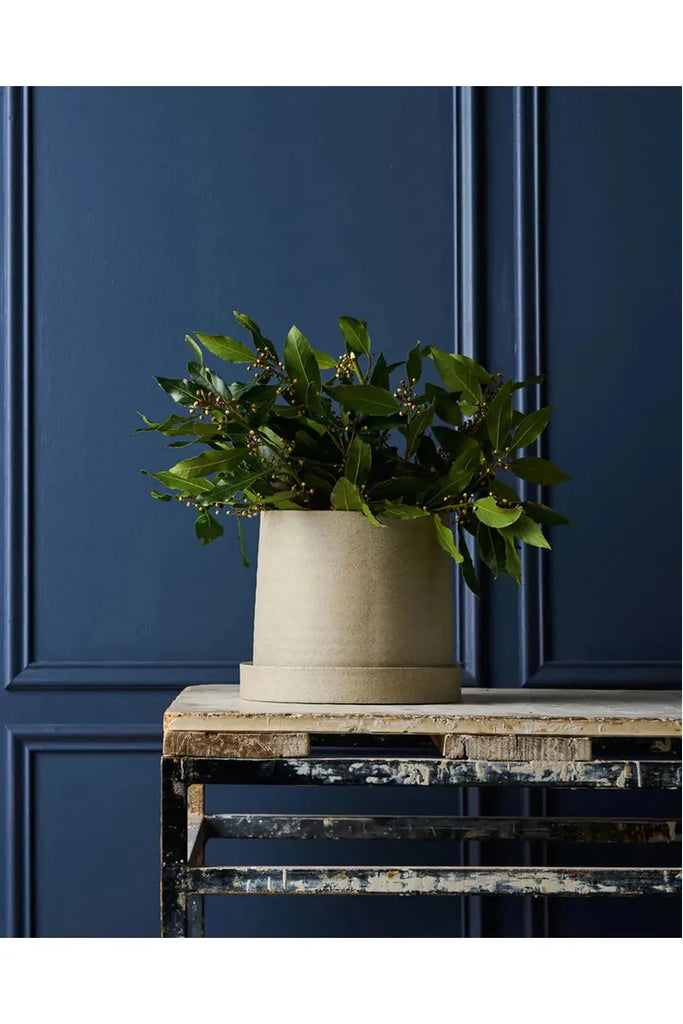 Robert Gordon Garden to Table Pot. Potted with a plant sitting on a wooden pallet against a dark blue panelled wall.