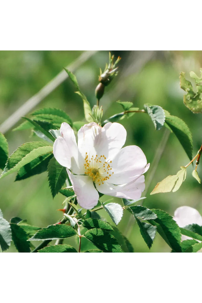 Vintage White Rose with green leaves on a blurred natural background