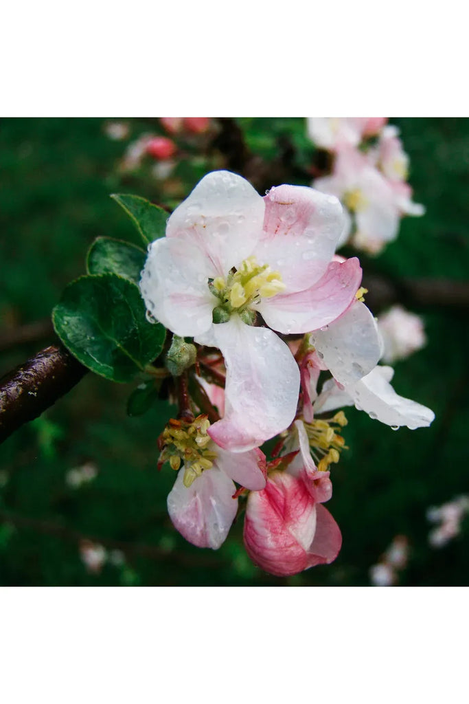 Scented Tealight Candles | Walled Garden Candles St Eval