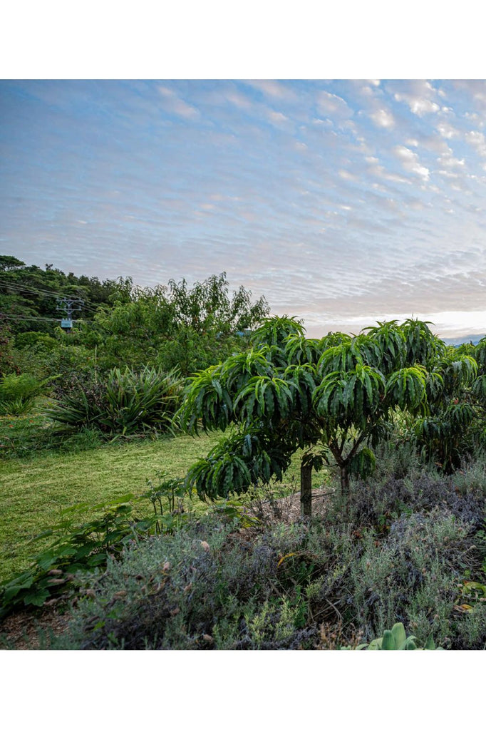 The Edible Backyard | Kath Irvine Lifestyle Books Penguin New Zealand